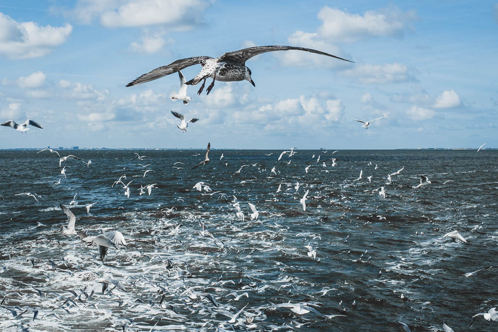 Fahrt mit Krabbenkutter "Emmie" auf Texel Möven überm Meer