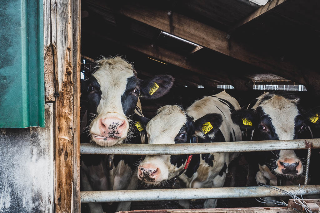Kühe auf Texel im Stall