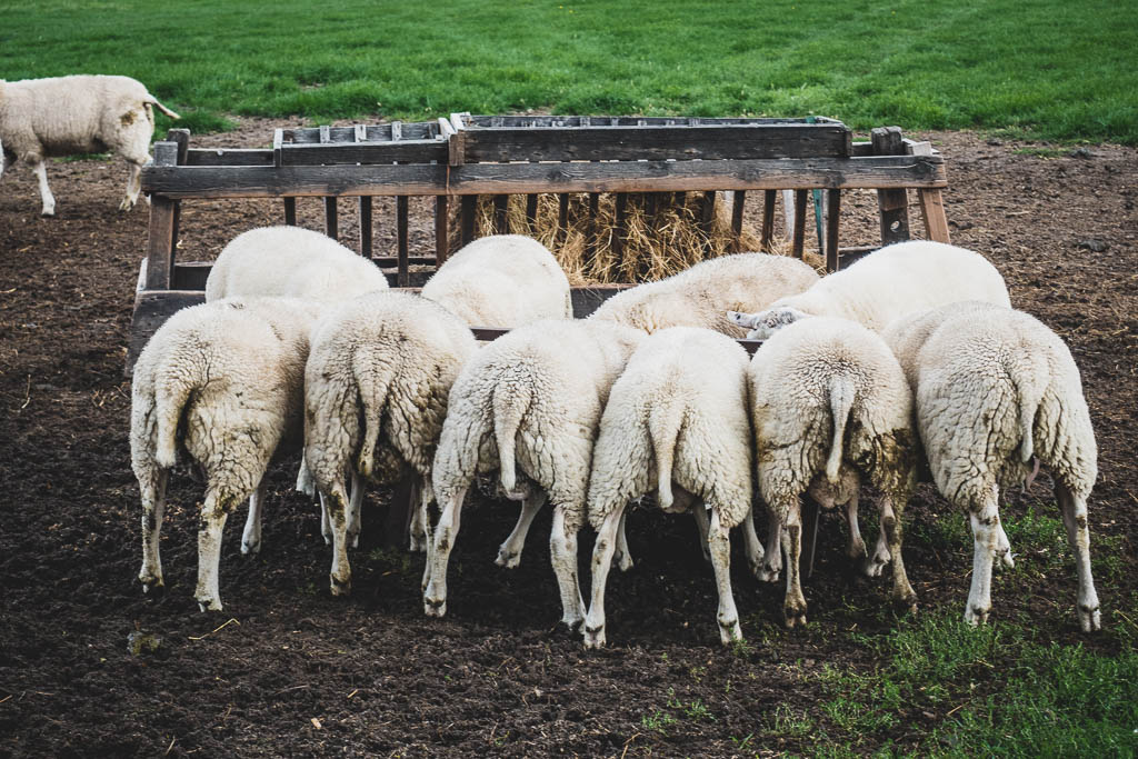 Rückansicht Schafe auf Texel