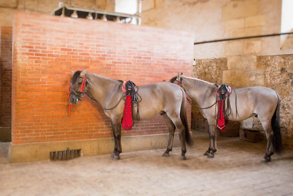 Académie du Spectacle Equestre 12 Sehenswürdigkeiten und Tipps für eine Reise nach Versailles
