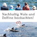 Nachhaltig Wale und Delfine beobachten!