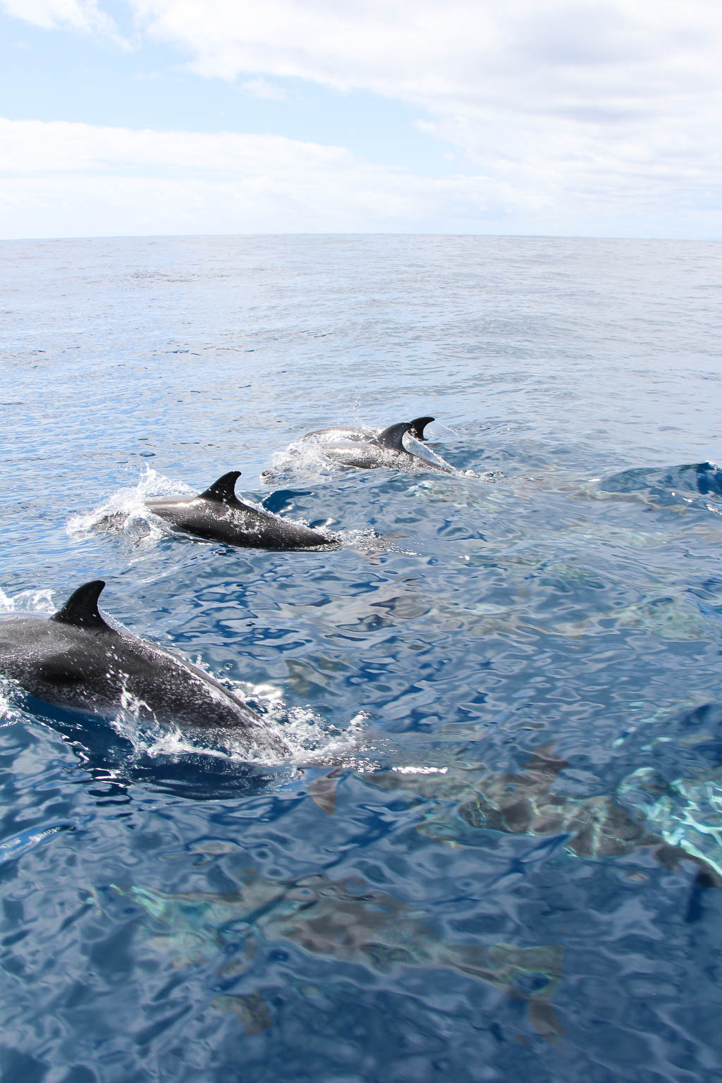 Fleckendelfine: Wale beobachten auf La Gomera (c) Michaela Harfst