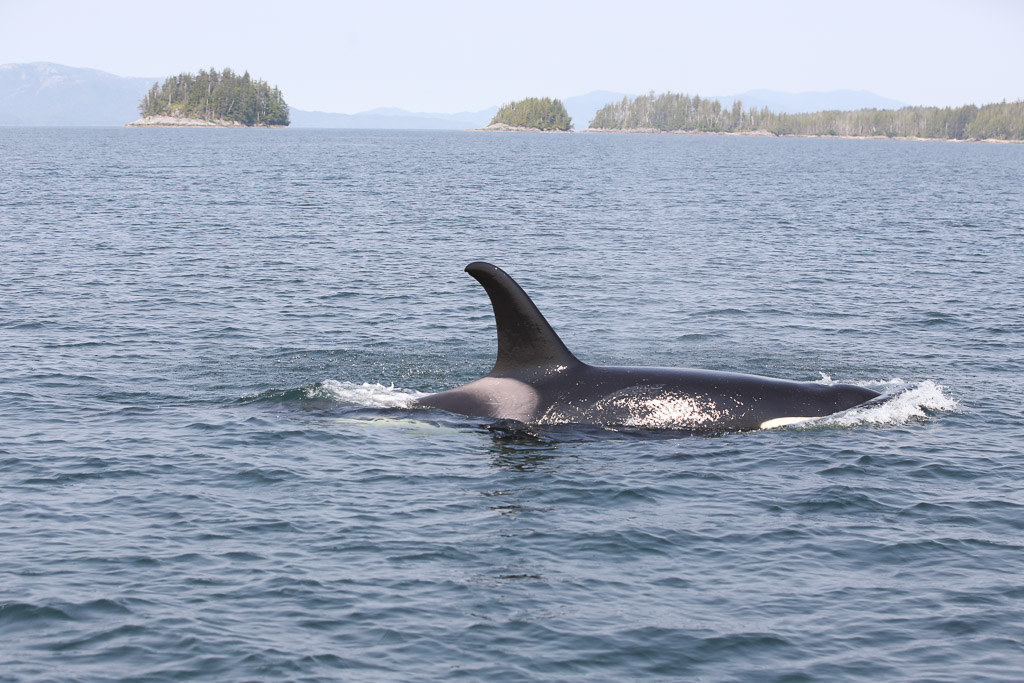 Wale beobachten in Kanada: Orca (c) Janie Wray OrcaLab