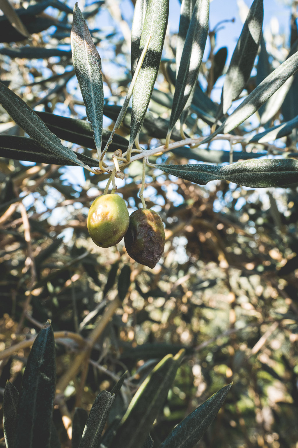 Olivenfarm Artajo in der Navarra in Spanien