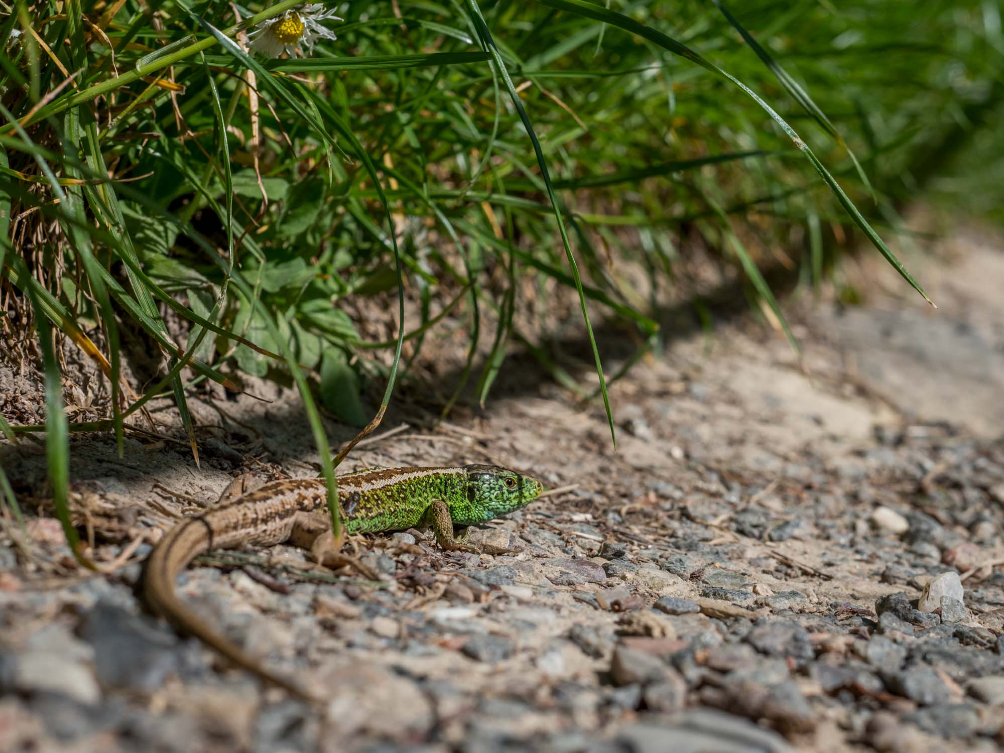 Voderup Klint auf Ærø