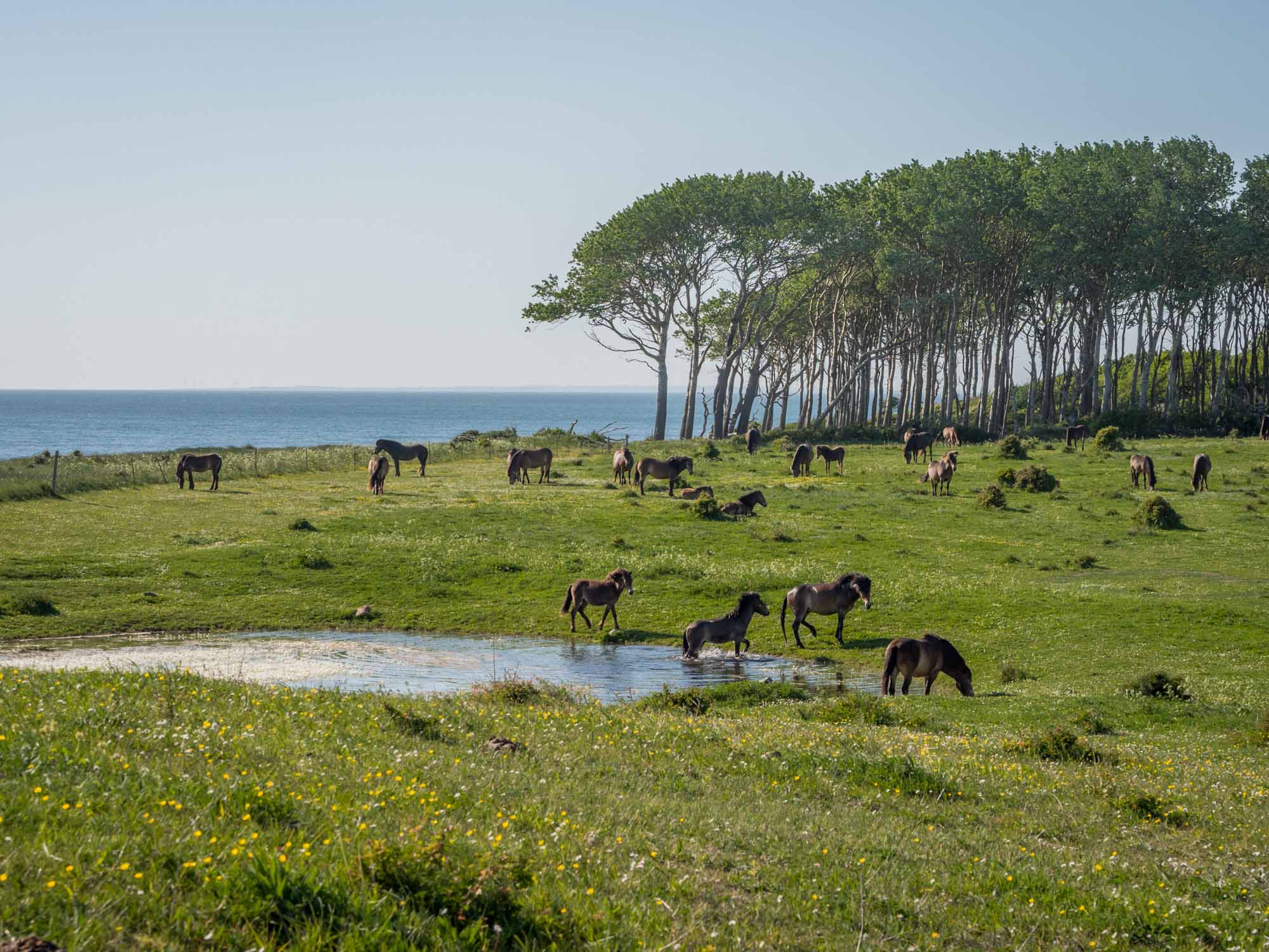 Wildpferde Gulstav Mose auf Langeland