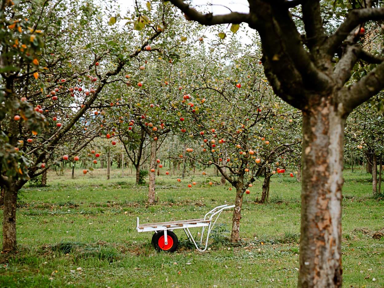 Dietrichs Kostbarkeiten Lauterach Dietrichs Kostbarkeiten Lauterach