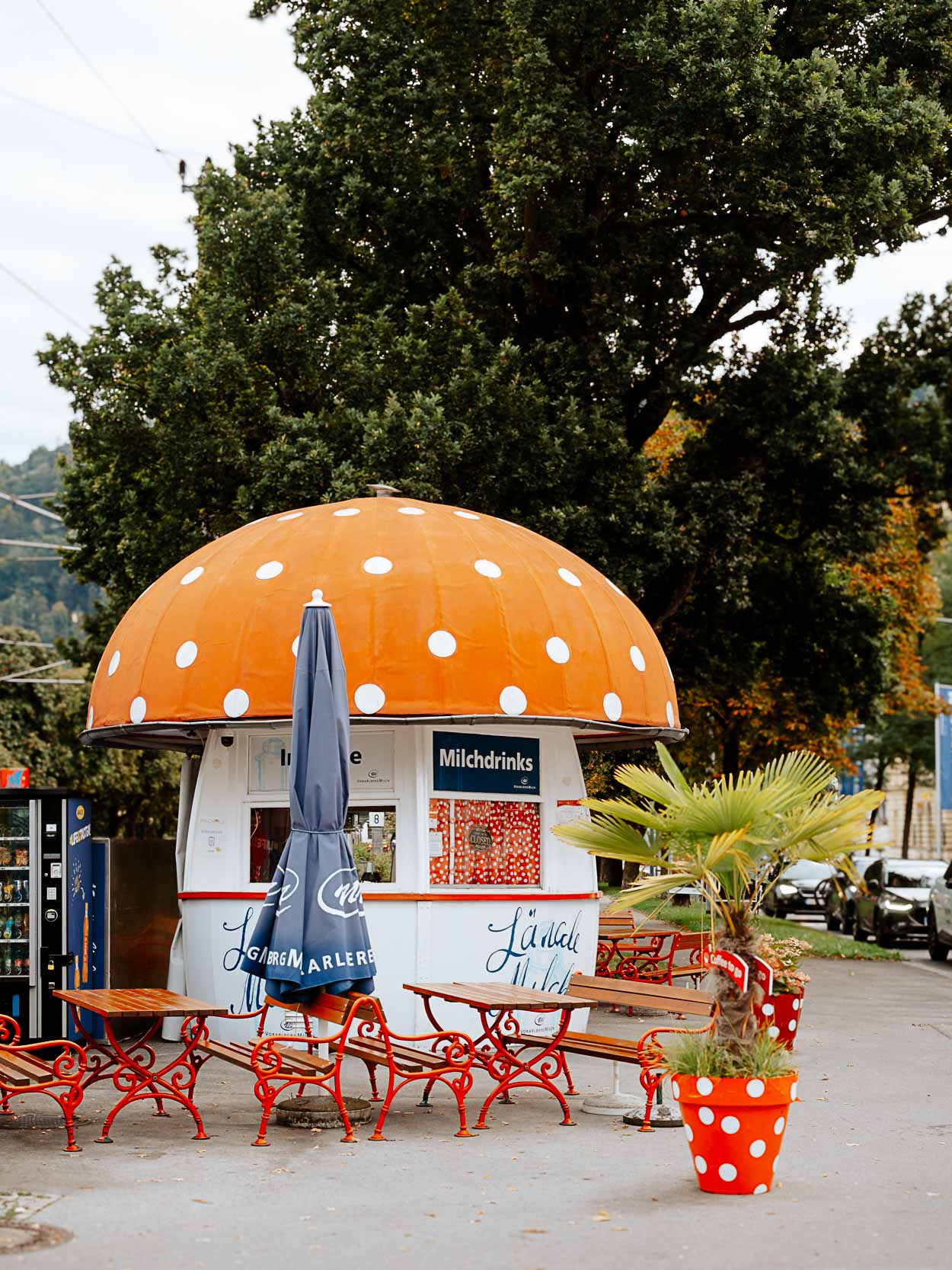 Milchpilz Bregenz Milchpilz Bregenz