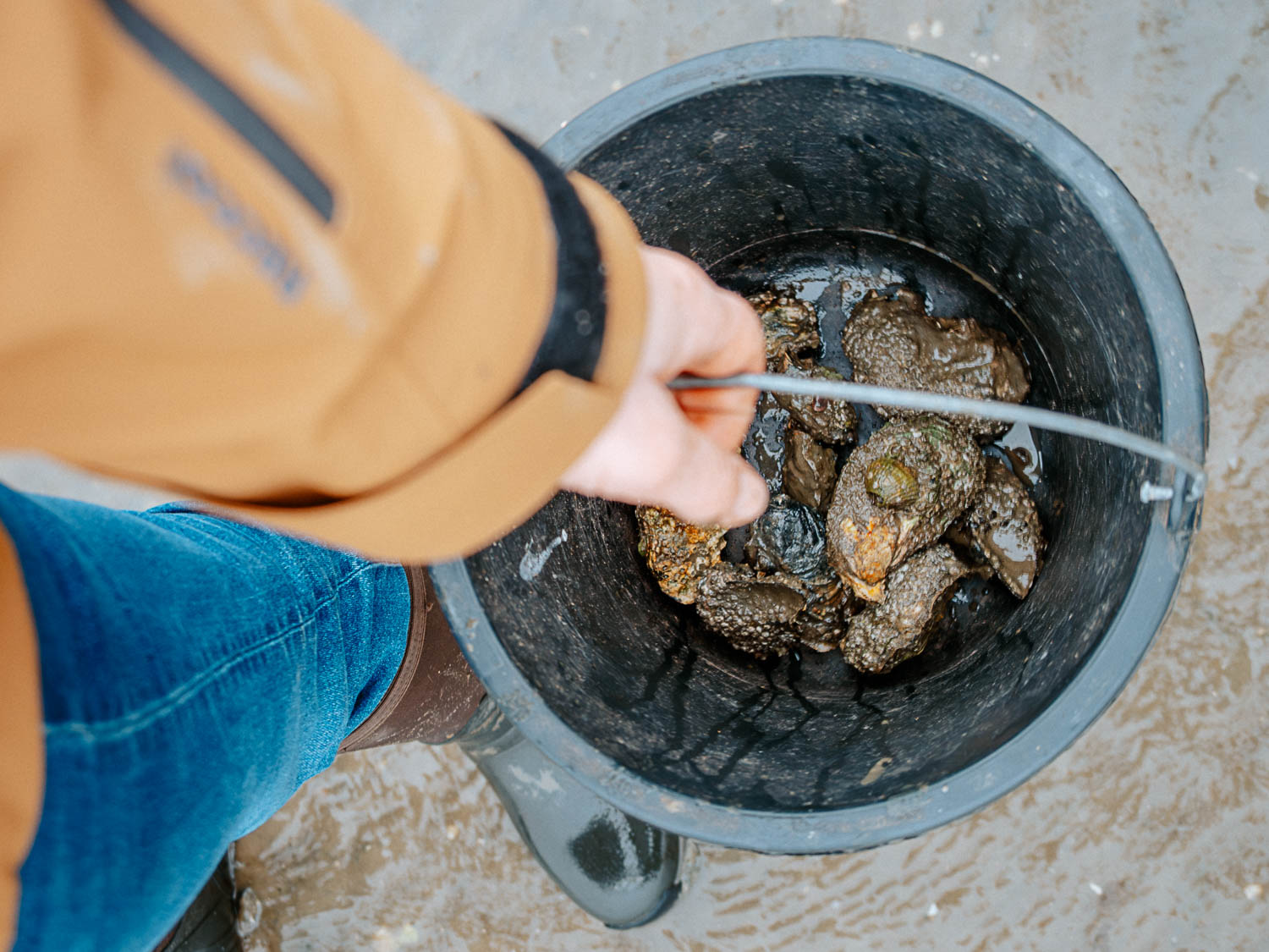 Austernsafari auf Rømø in Sønderjylland Dänemark Austernsafari auf Rømø in Sønderjylland Dänemark