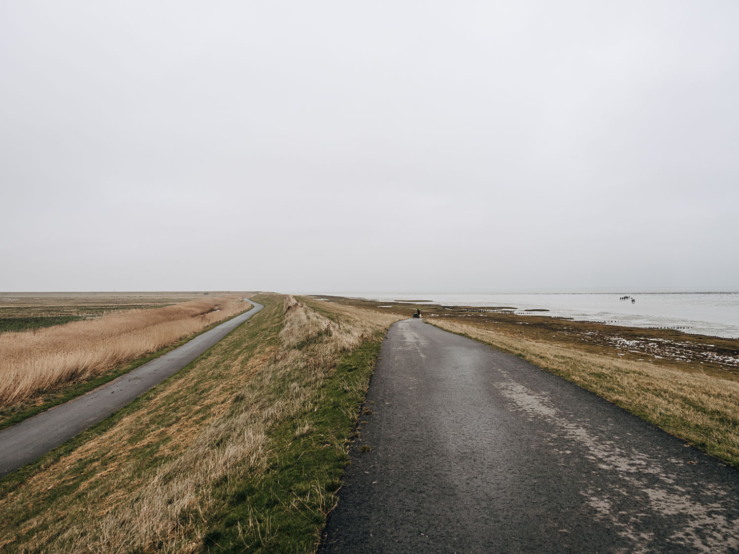 Austernsafari auf Rømø in Sønderjylland Dänemark Austernsafari auf Rømø in Sønderjylland Dänemark