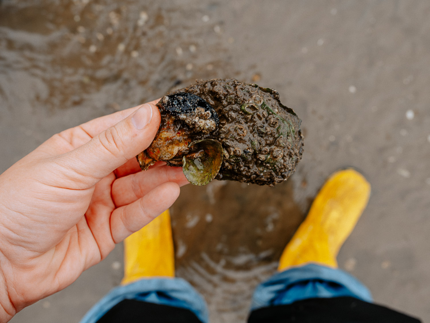 Austernsafari auf Rømø in Sønderjylland Dänemark Austernsafari auf Rømø in Sønderjylland Dänemark
